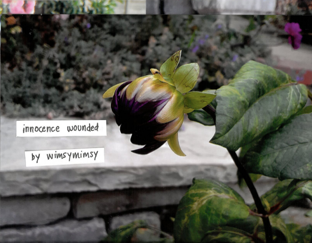 cover, innocence wounded by wm