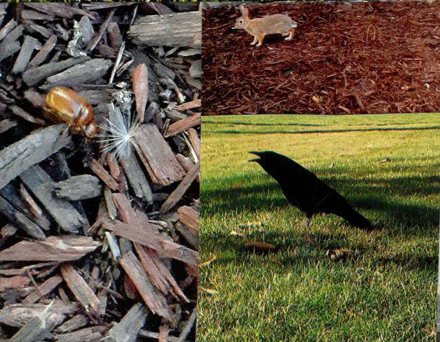 pg 5, innocence wounded by wm